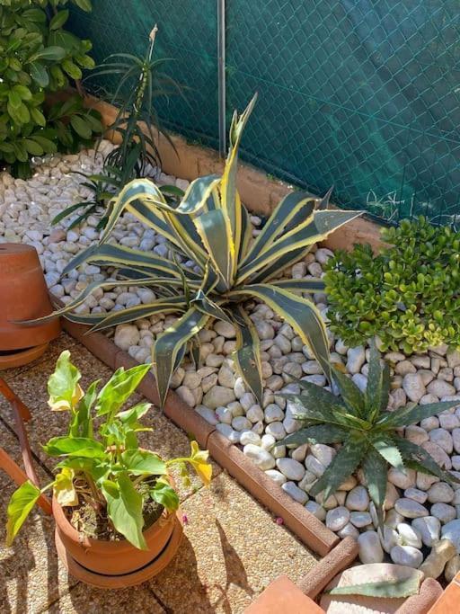 Appartamento Charmant Studio Costebelle Proche Gare, Terrasse Et Parking Gratuit Hyères Esterno foto